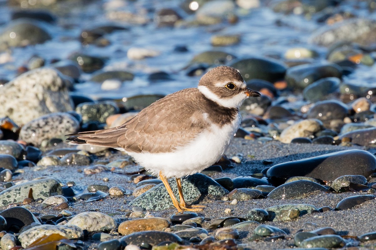 Semipalmated Plover - ML360568081