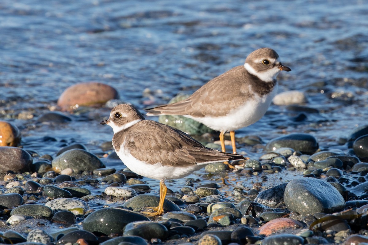 Semipalmated Plover - ML360568131