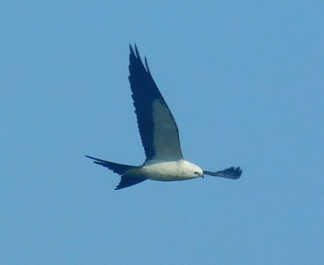 Swallow-tailed Kite - Danette Perez