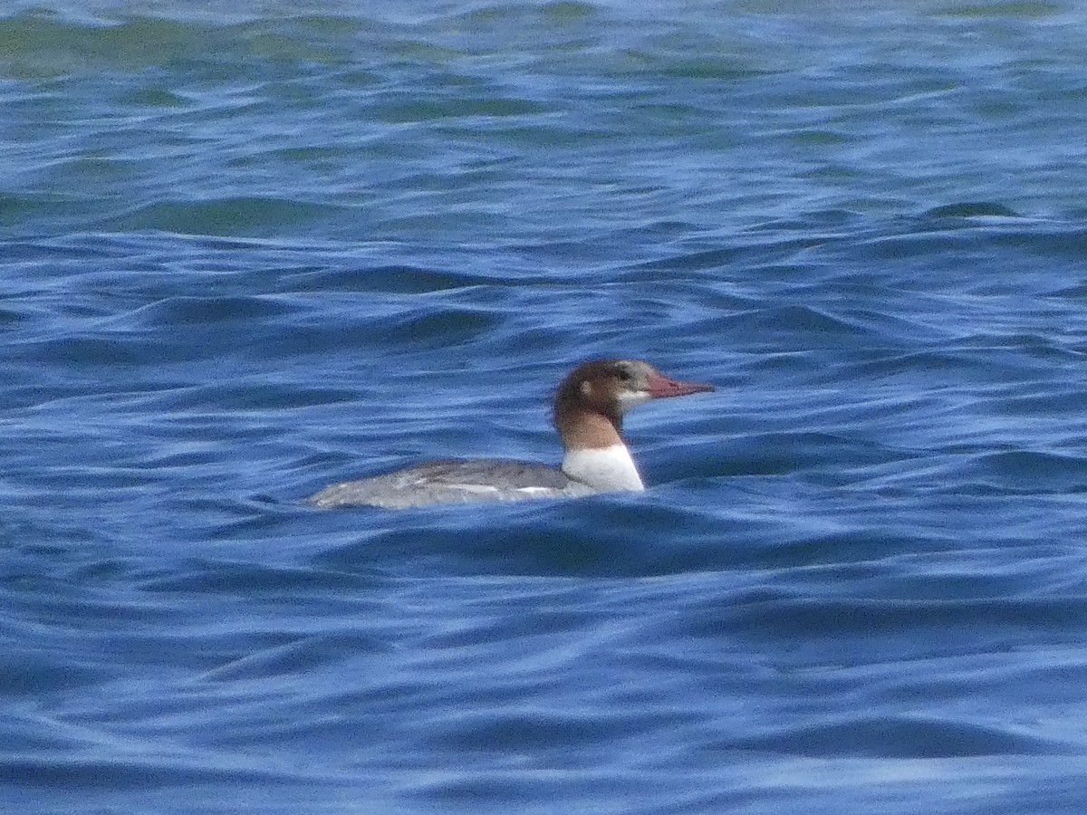 Common Merganser - ML360568621