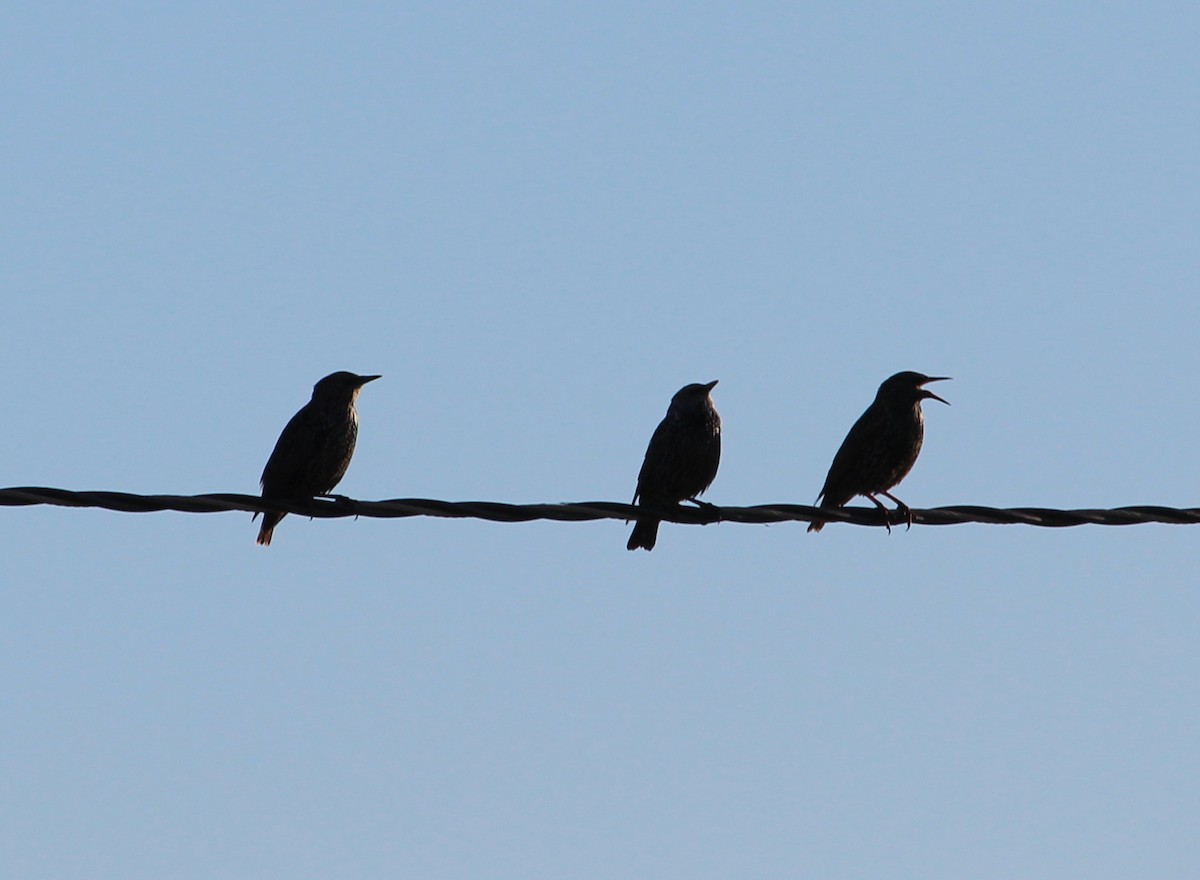 European Starling - ML36057181