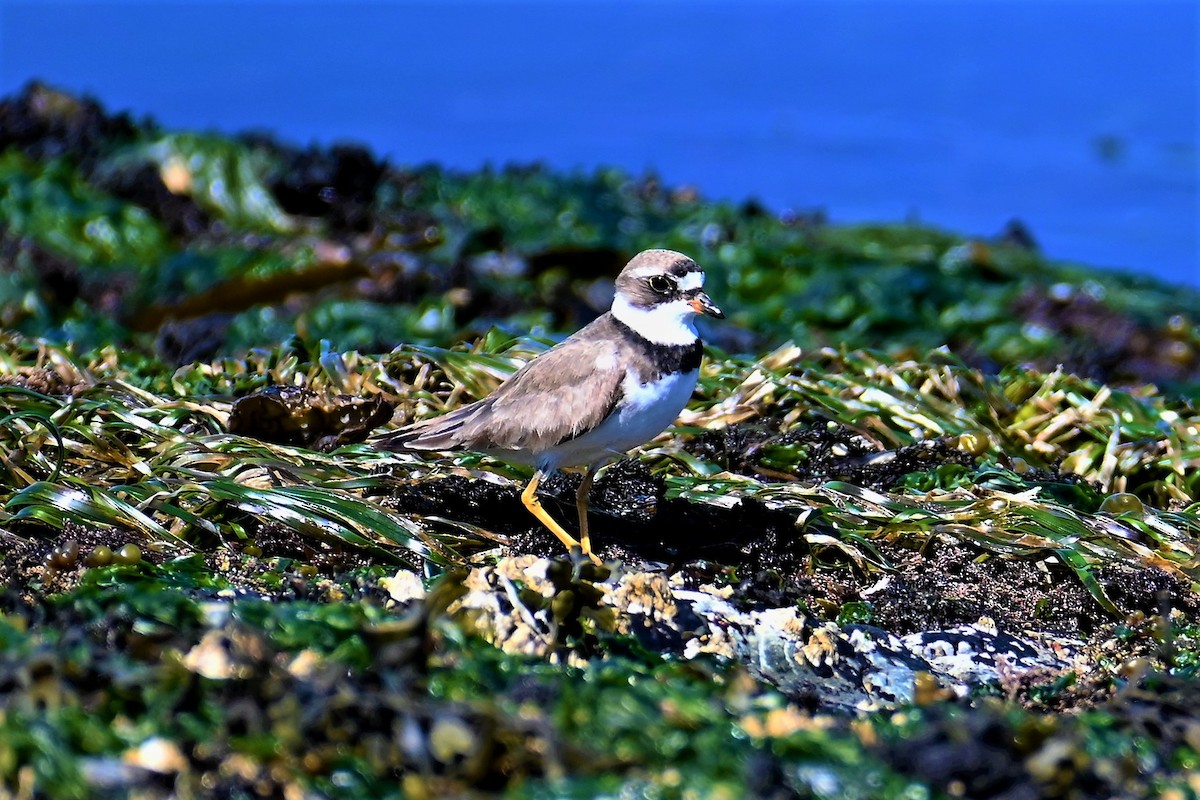 Semipalmated Plover - ML360573621