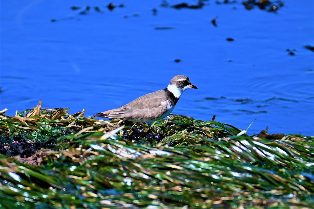 Semipalmated Plover - ML360573631