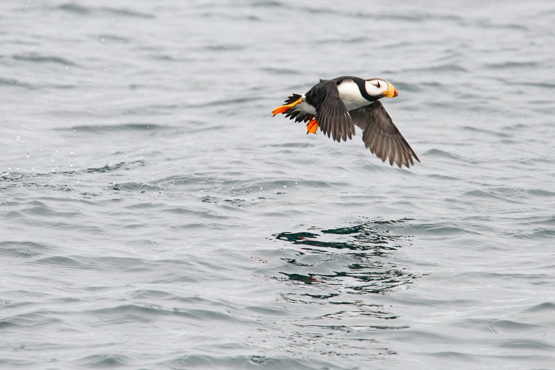Horned Puffin - Neil Boyle