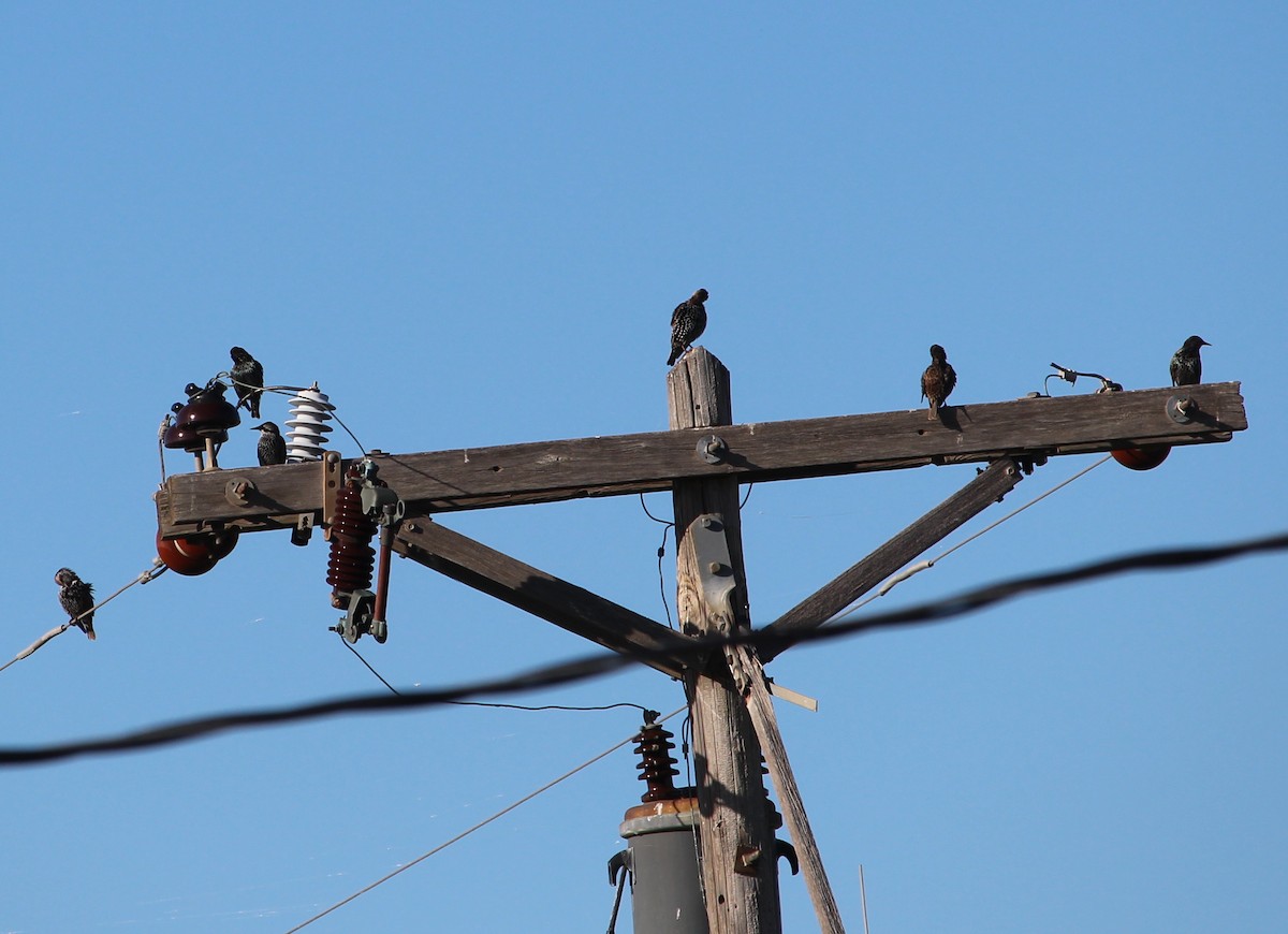 European Starling - ML36057441