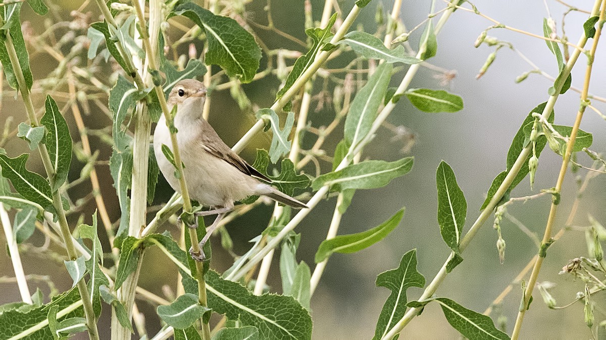 Booted Warbler - ML360574981