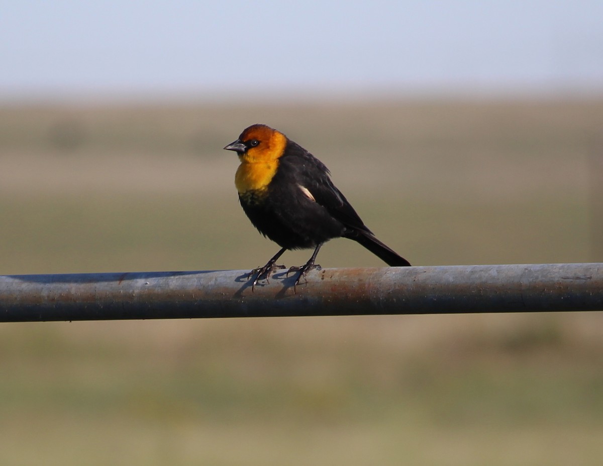 Yellow-headed Blackbird - ML36057581