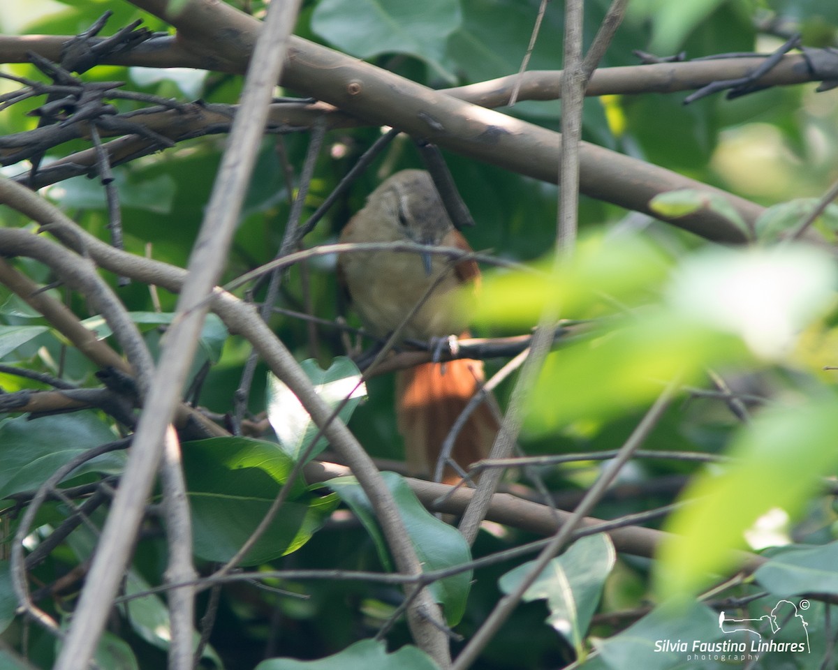 Araguaia Spinetail - ML360576401