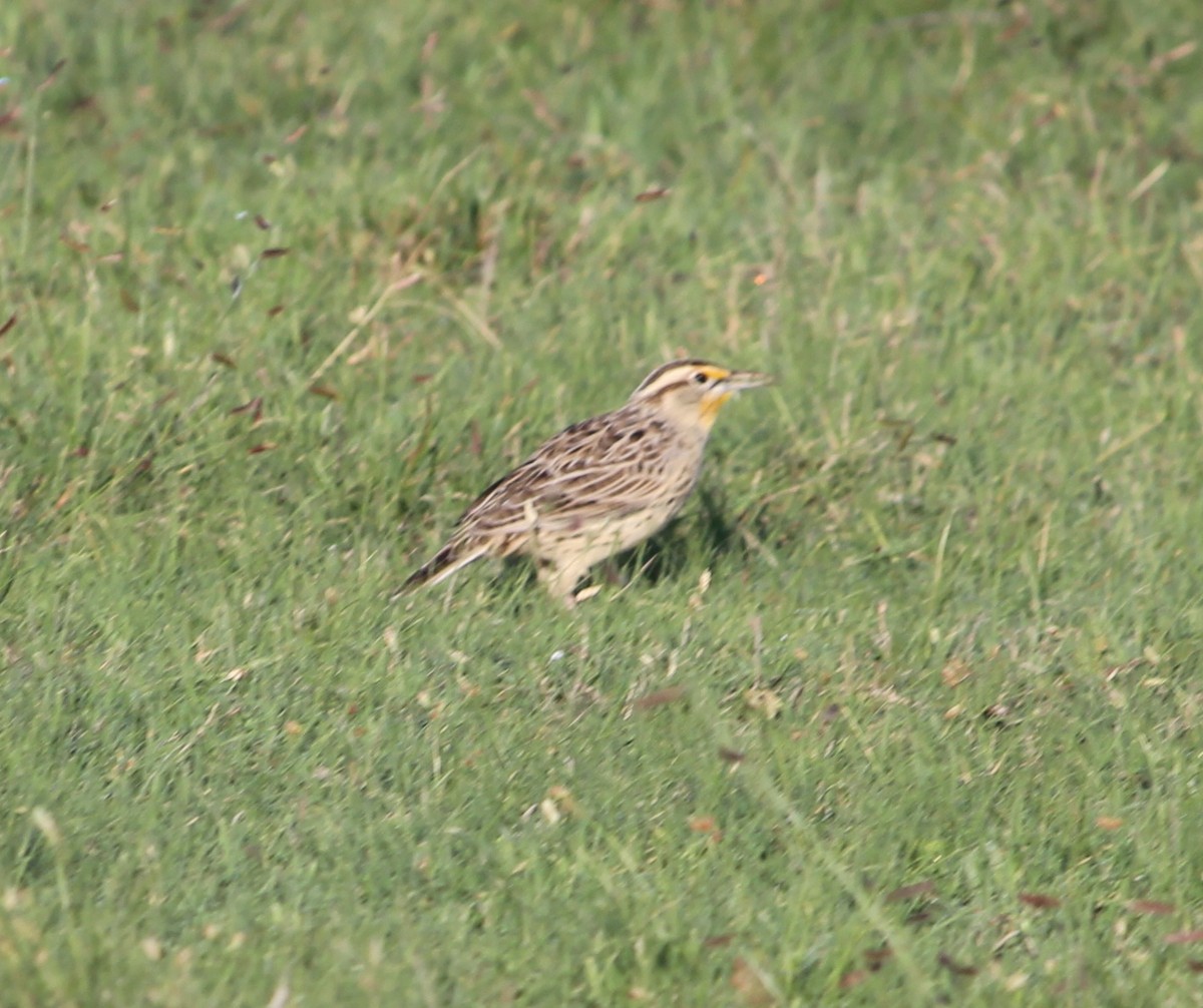 Eastern Meadowlark - ML36057781