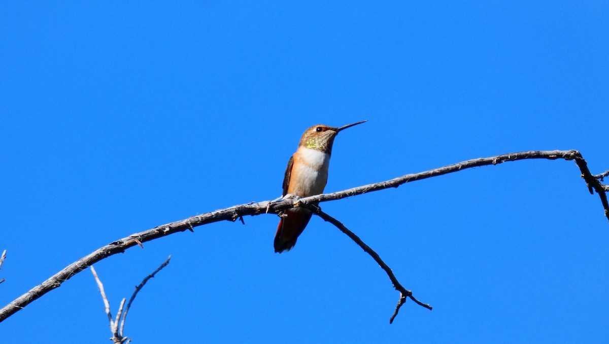Rufous Hummingbird - ML360577991