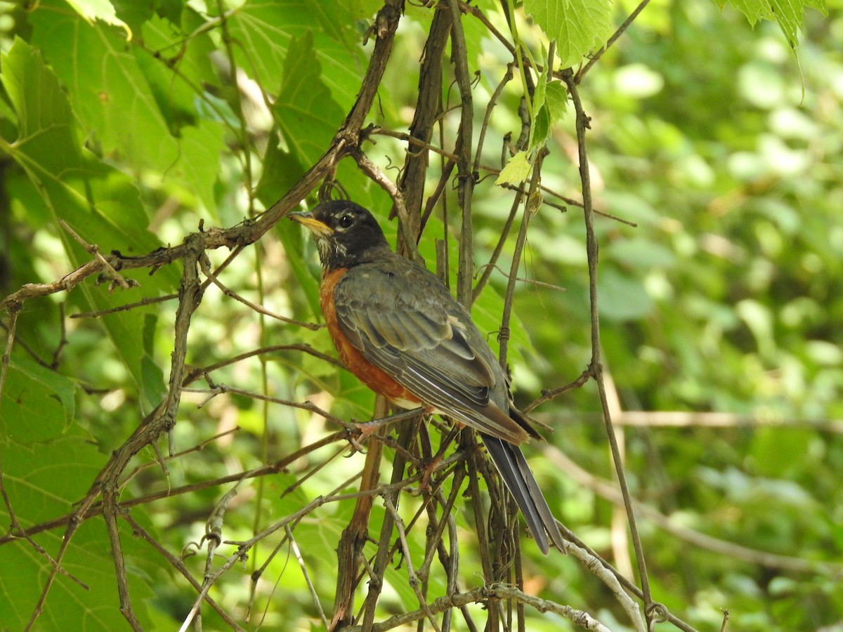 American Robin - ML360578051