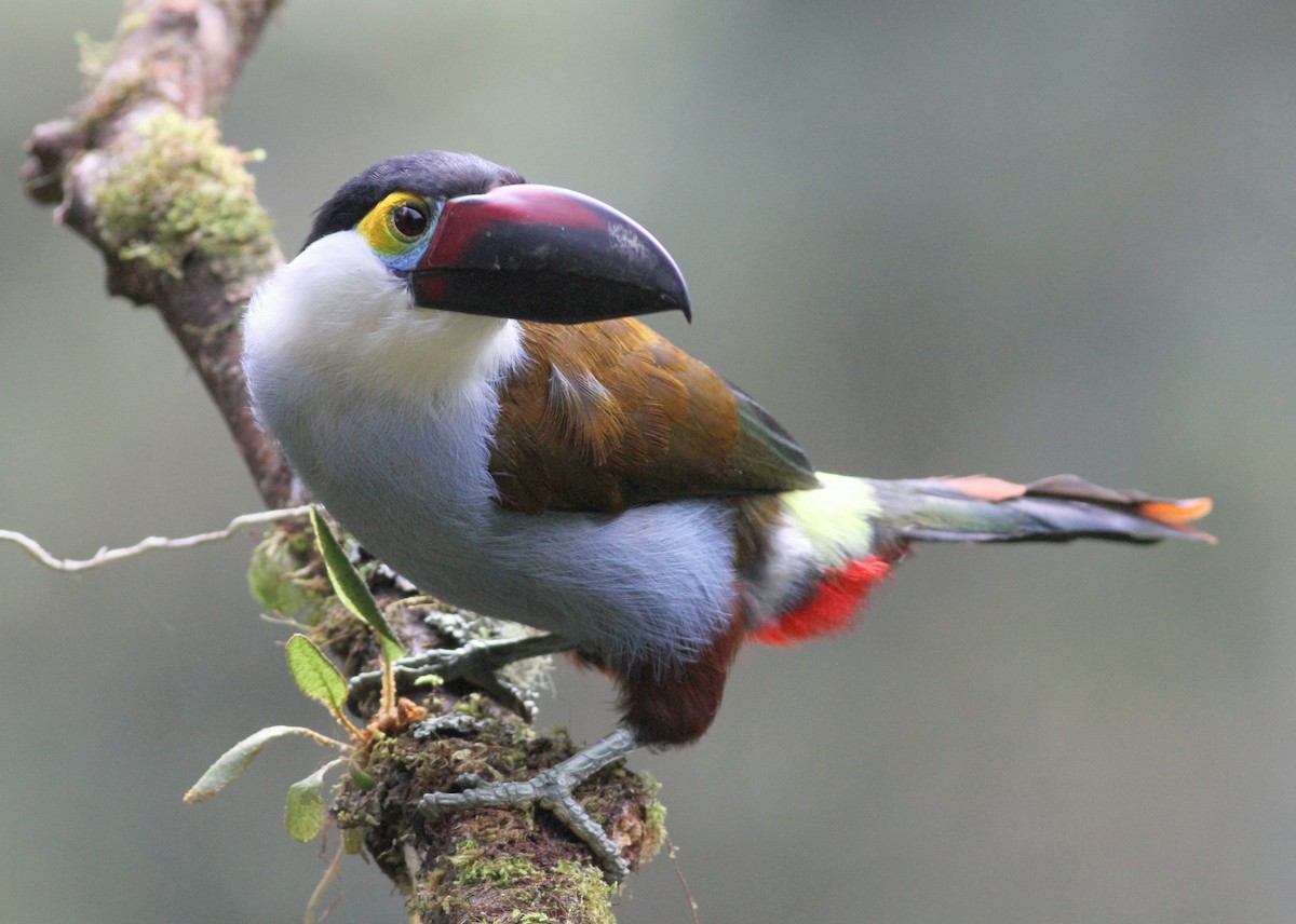 Black-billed Mountain-Toucan - ML360578101