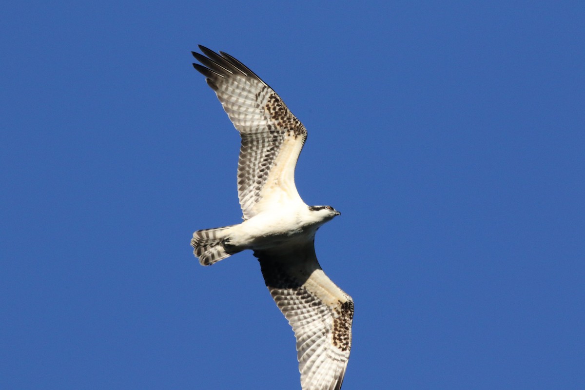 Balbuzard pêcheur - ML36057831