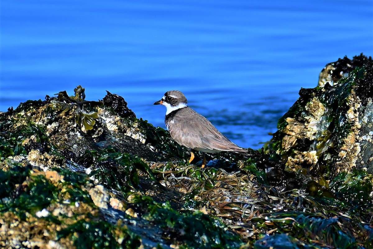 Semipalmated Plover - ML360579211