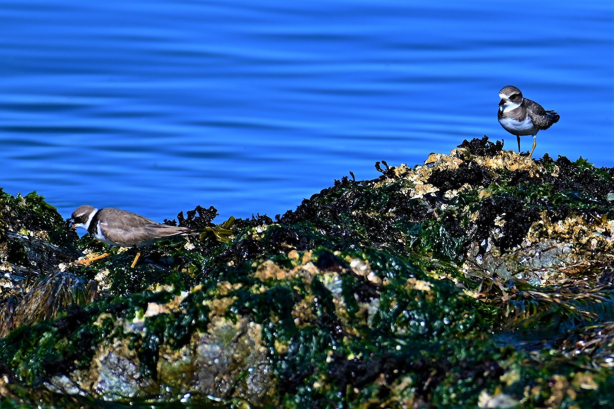 Semipalmated Plover - ML360579241