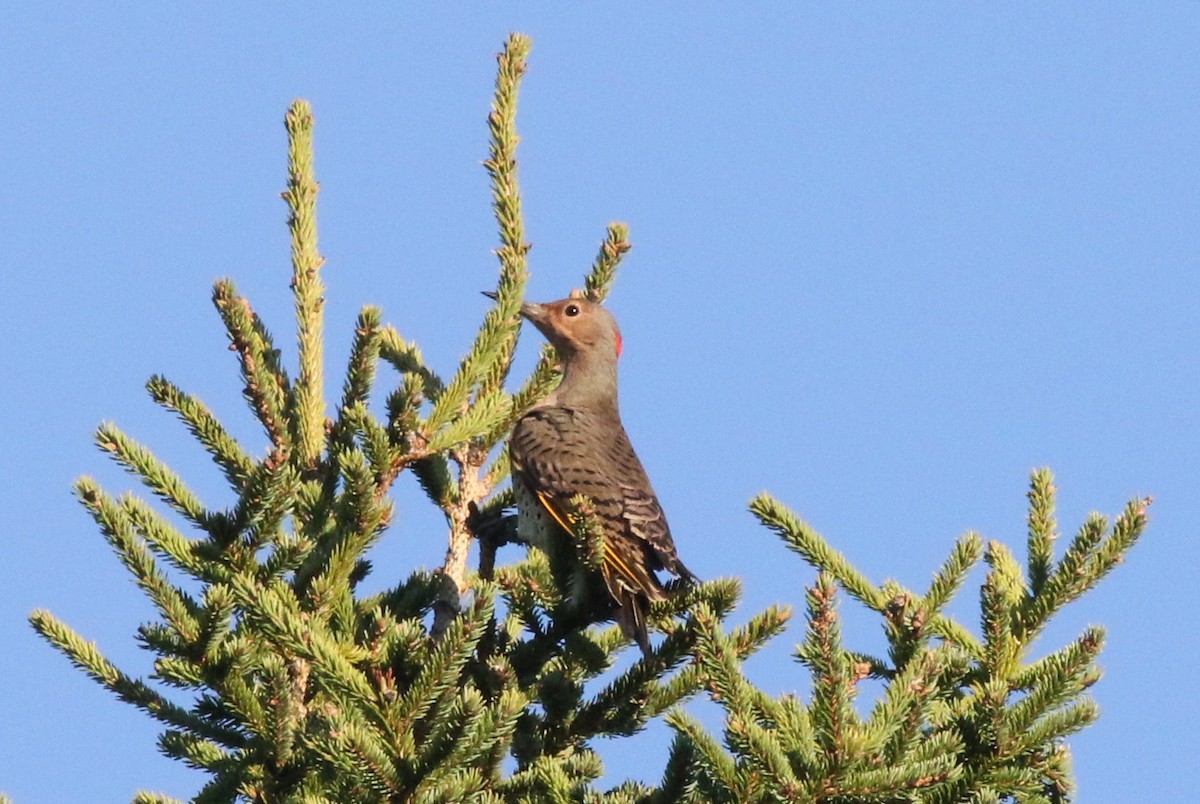 Northern Flicker (Yellow-shafted) - Margaret Viens