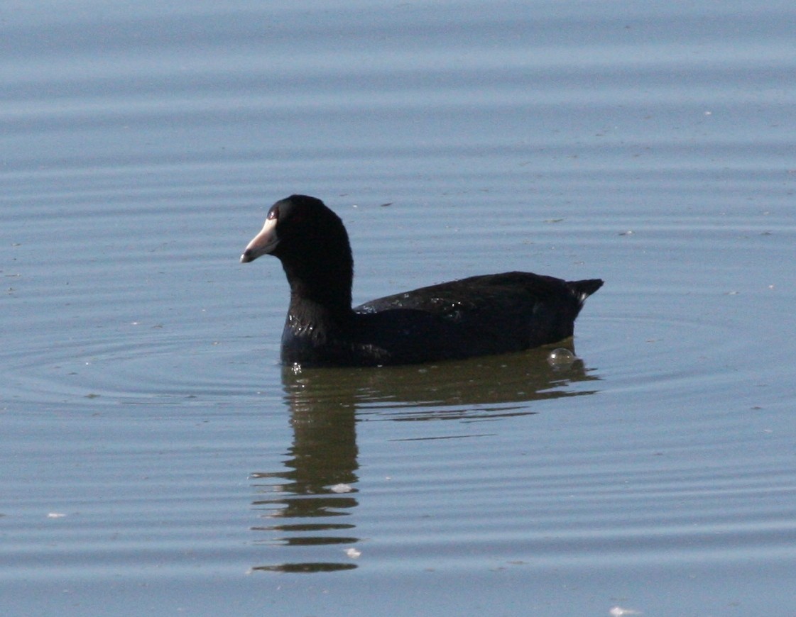 American Coot - Nels Nelson