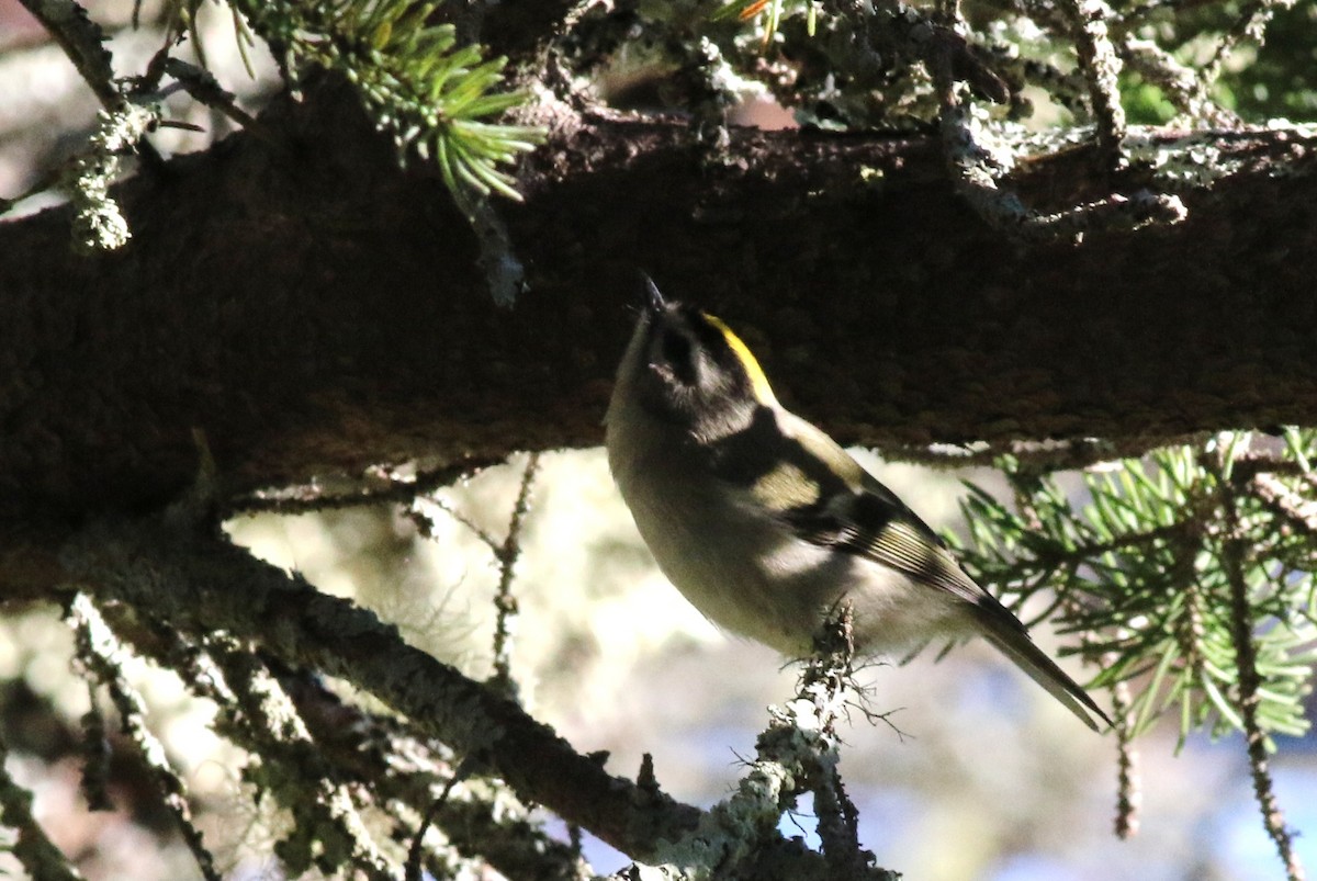 Golden-crowned Kinglet - ML36058141