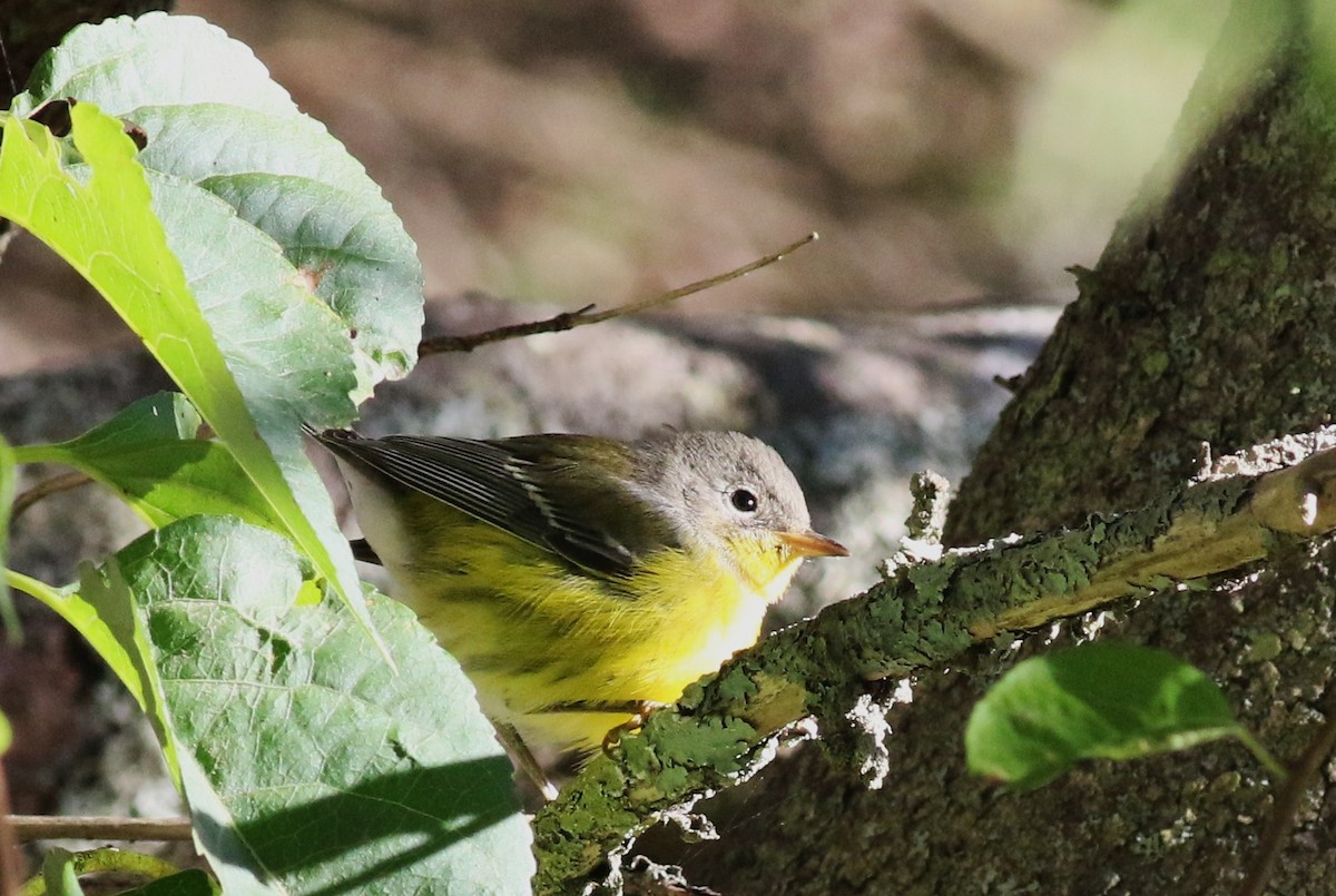 Magnolia Warbler - ML36058181