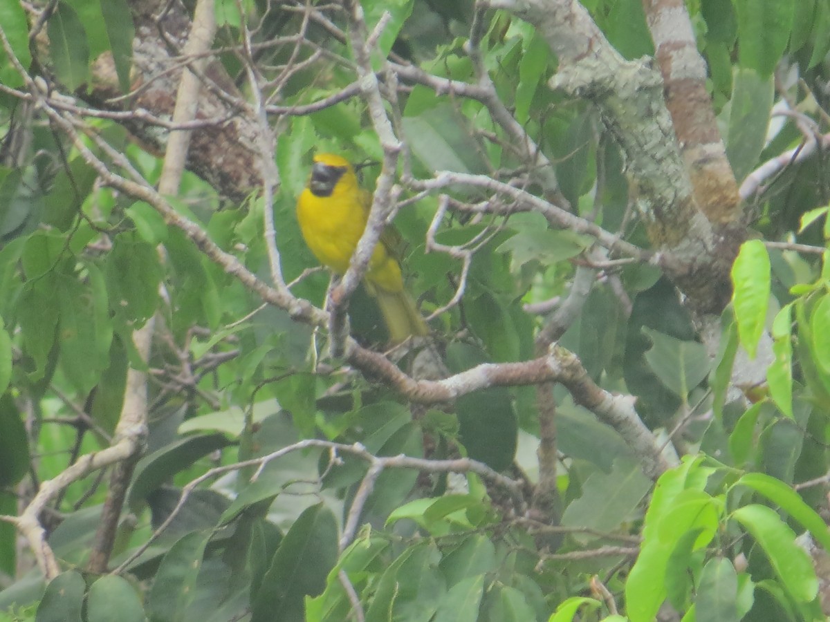 Yellow-green Grosbeak - ML36058191