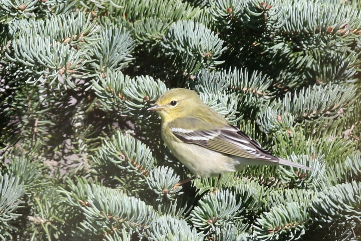 Blackpoll Warbler - ML36058241