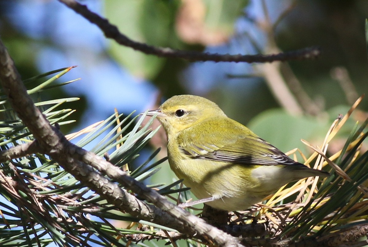 Tennessee Warbler - ML36058361