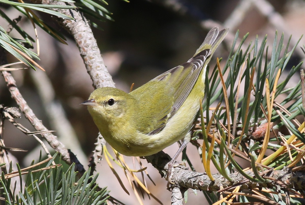 Tennessee Warbler - ML36058381