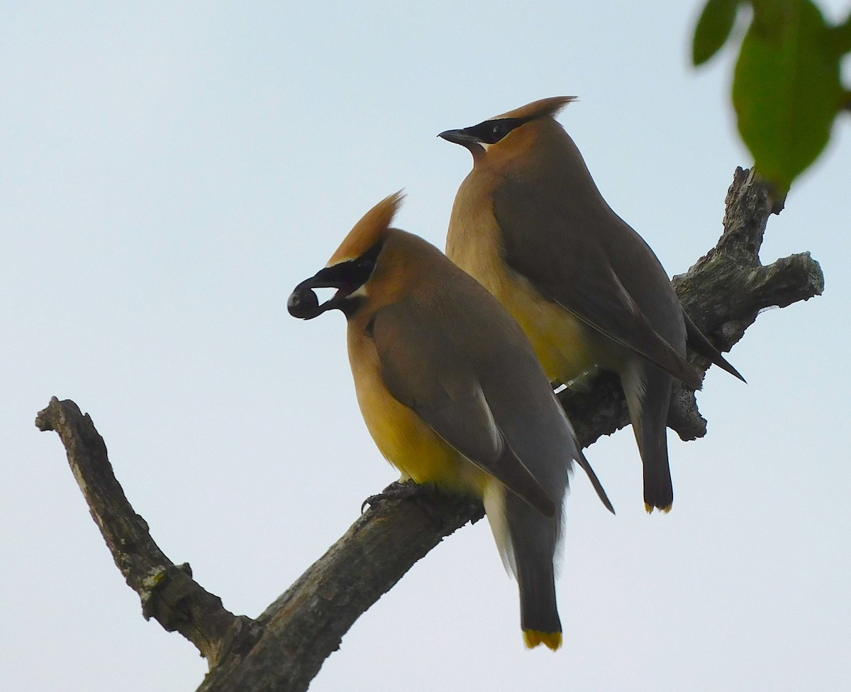 Cedar Waxwing - Lee Gray