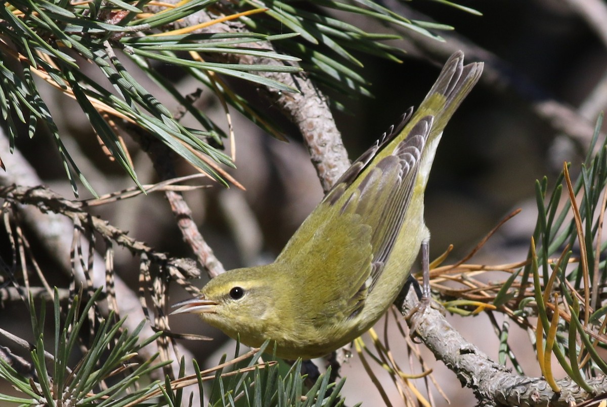 Tennessee Warbler - ML36058391