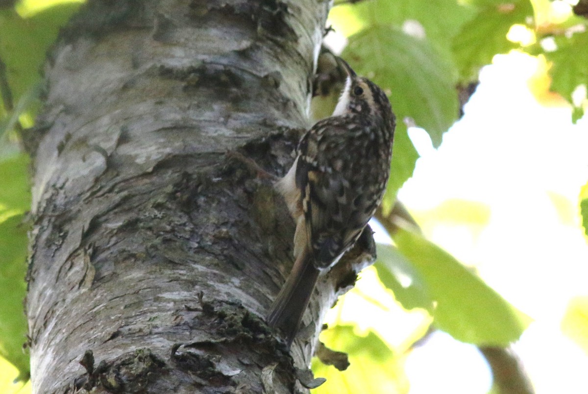 Brown Creeper - ML36058451