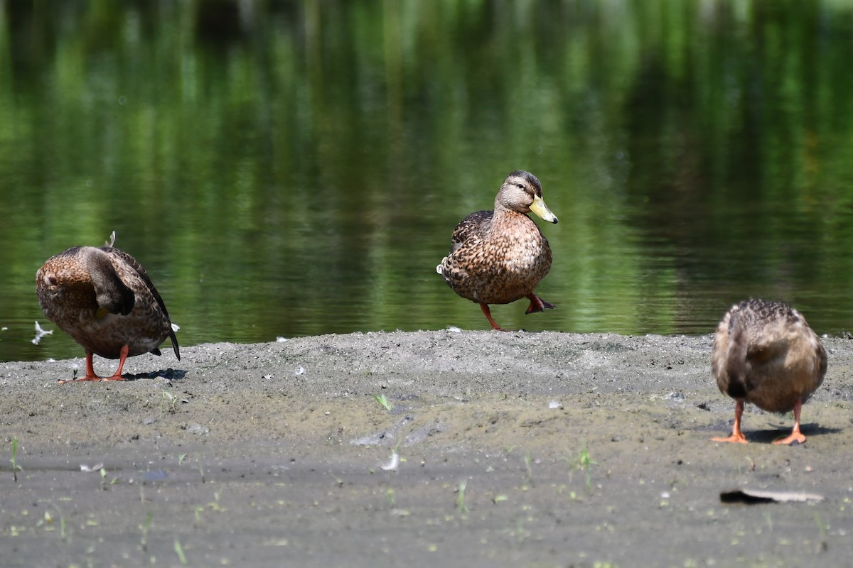 Mallard - ML360584871