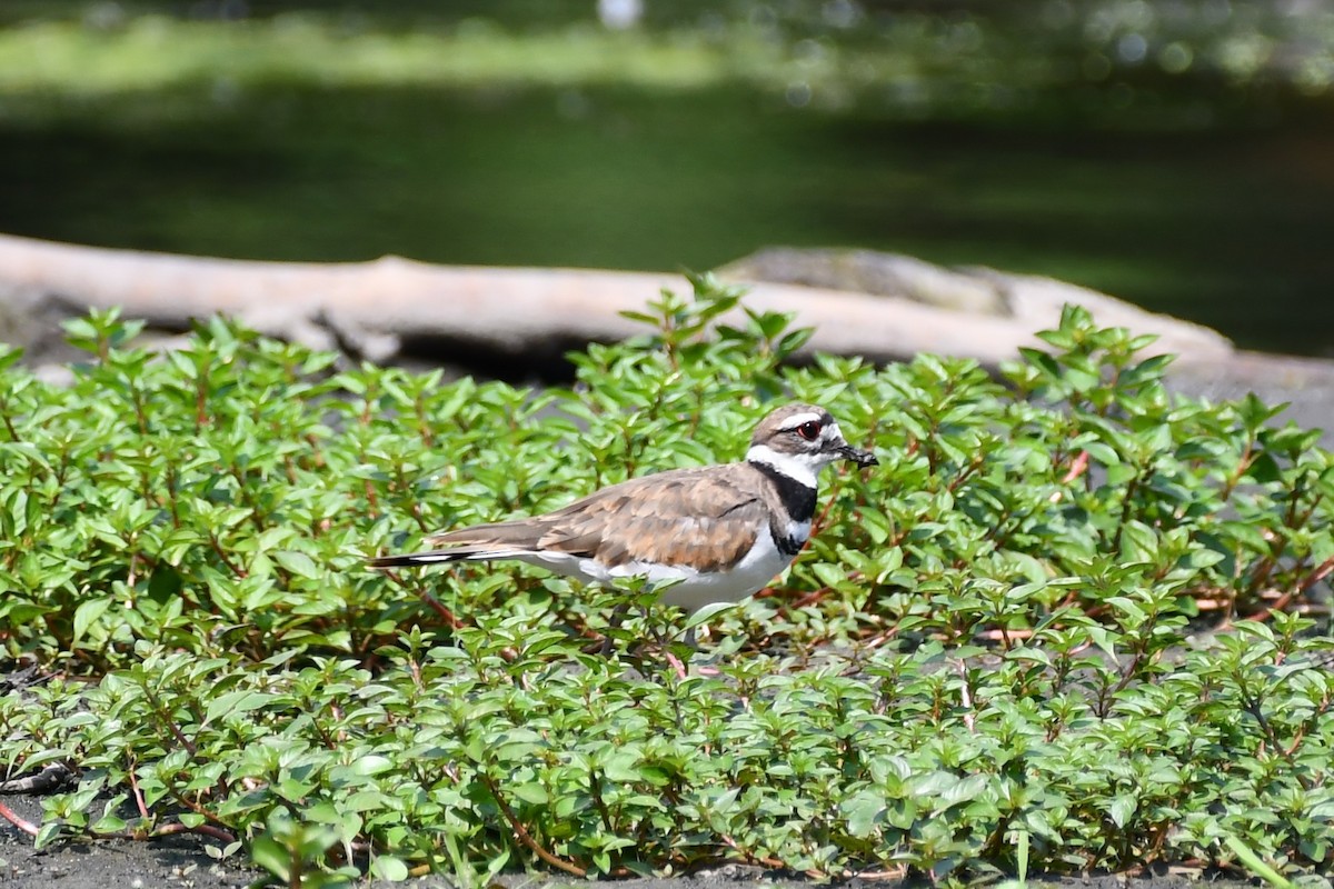 Killdeer - ML360584881