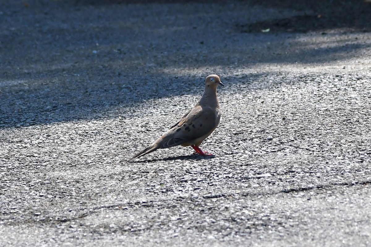 Mourning Dove - ML360584891