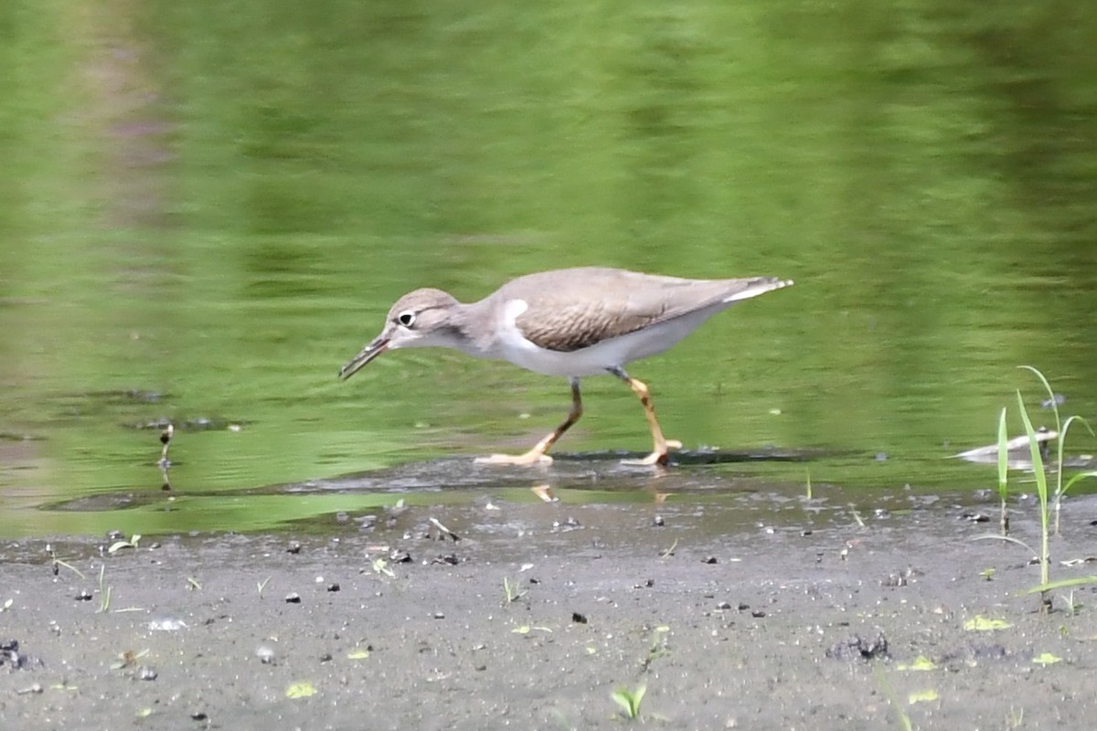 Spotted Sandpiper - ML360584941