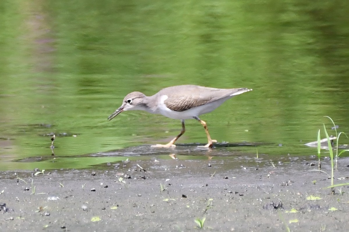 Drosseluferläufer - ML360584941