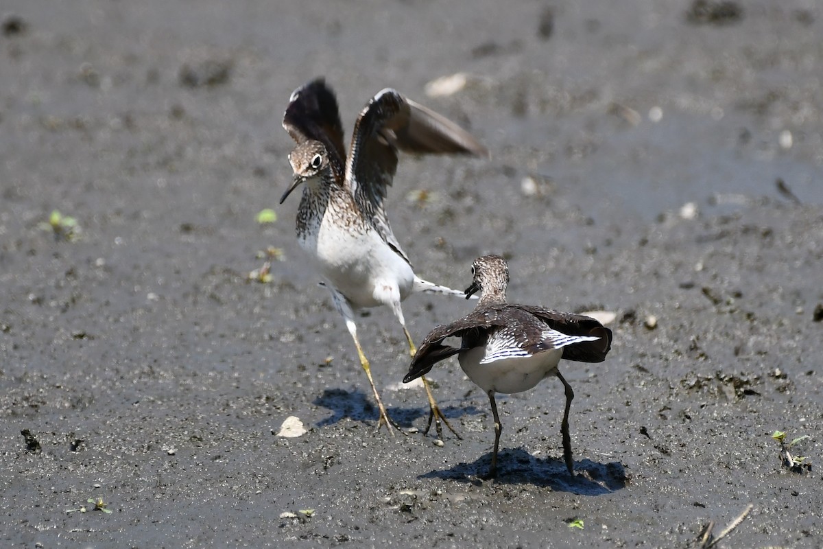 Solitary Sandpiper - ML360584961