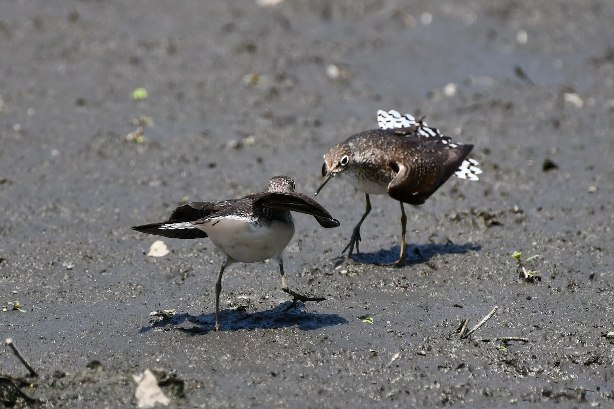 Solitary Sandpiper - ML360584971