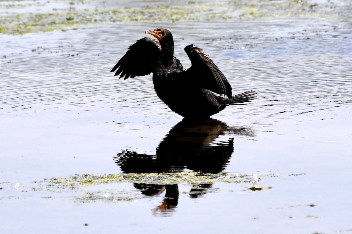 Double-crested Cormorant - ML360585011