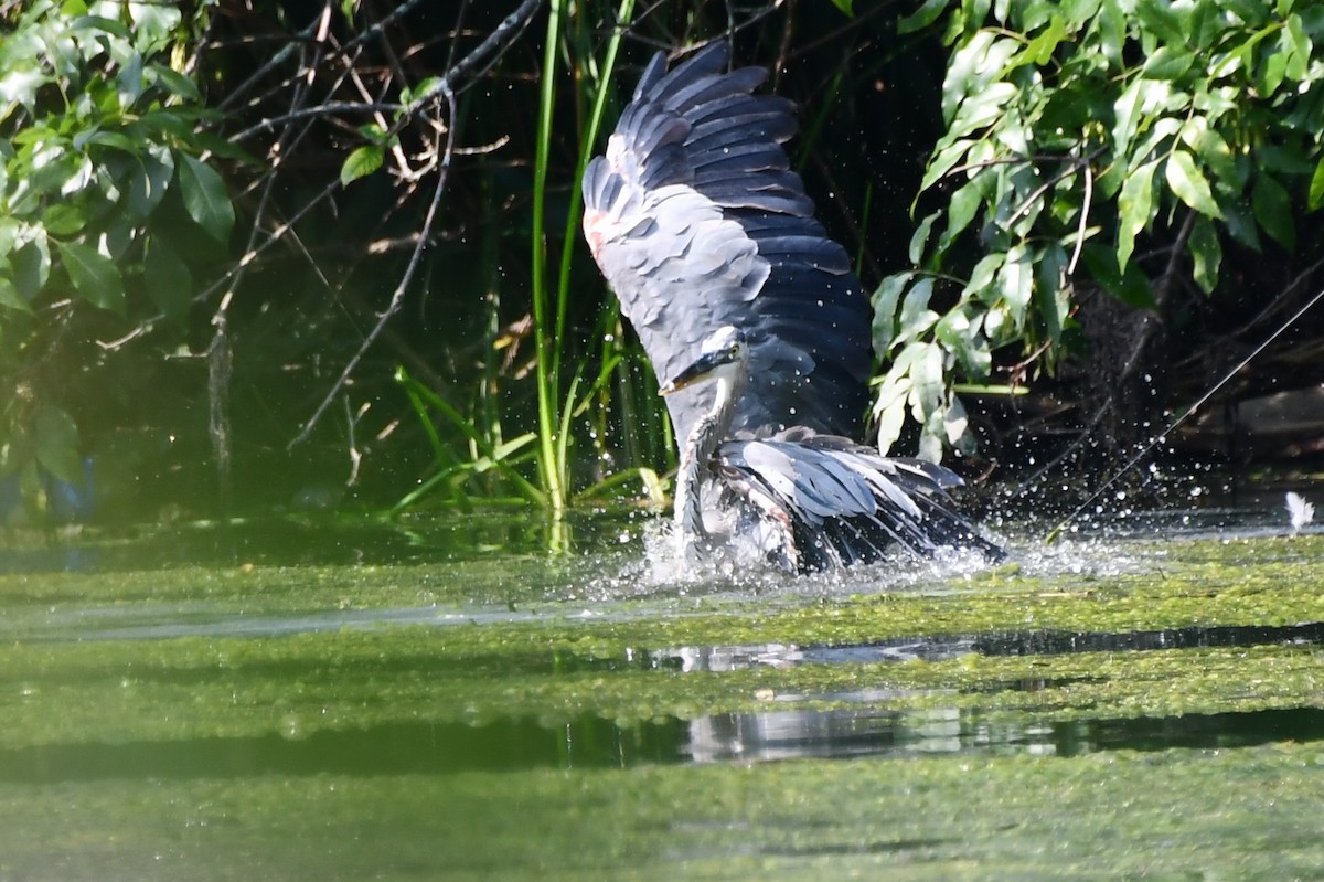 Great Blue Heron - ML360585031