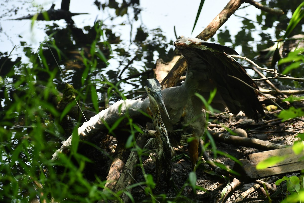 Garza Azulada - ML360585051