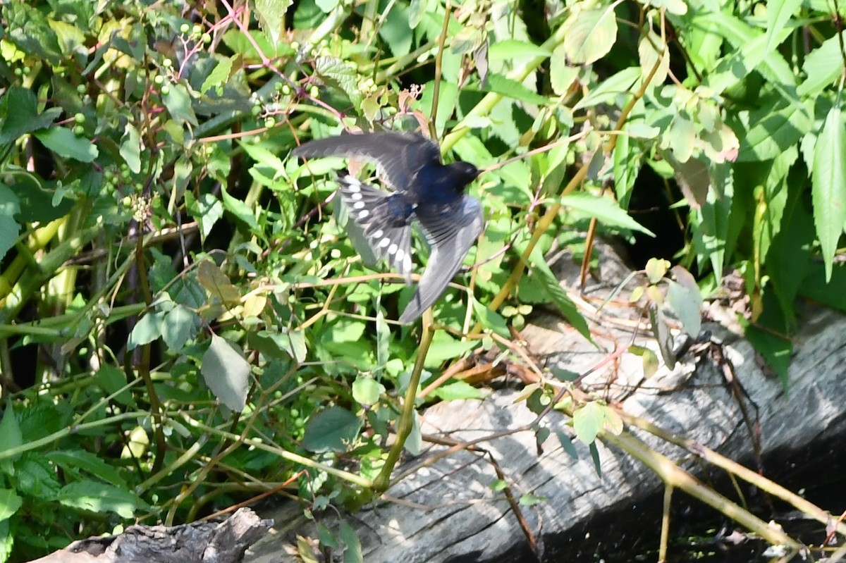 Barn Swallow - ML360585341