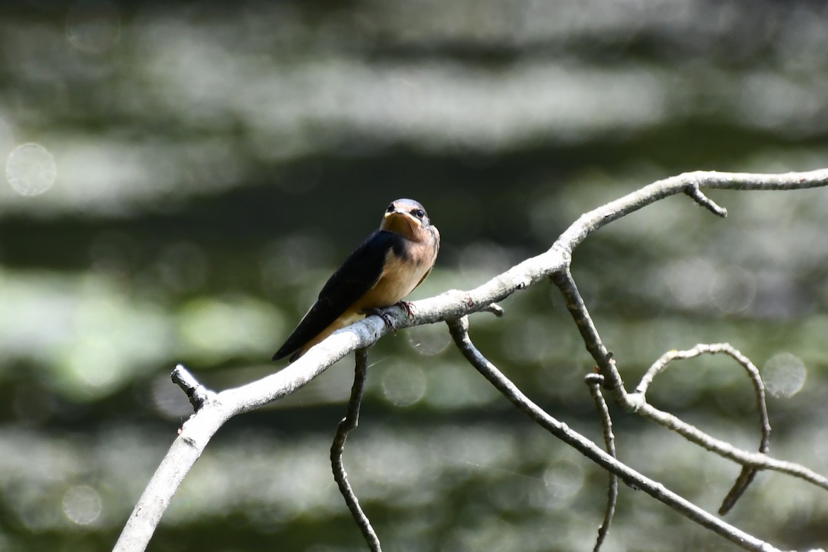 Barn Swallow - ML360585351