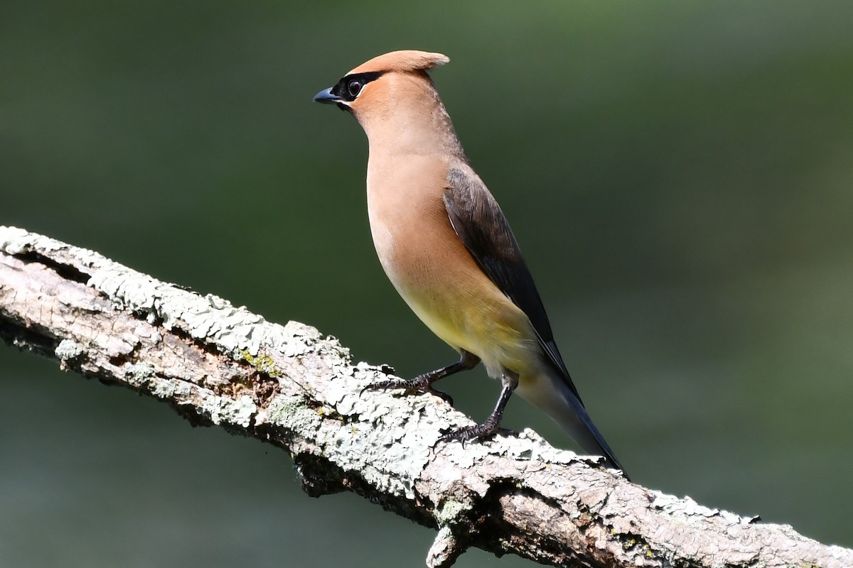 Cedar Waxwing - ML360585441