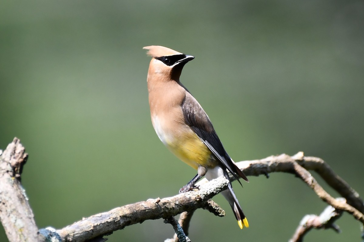 Cedar Waxwing - ML360585451