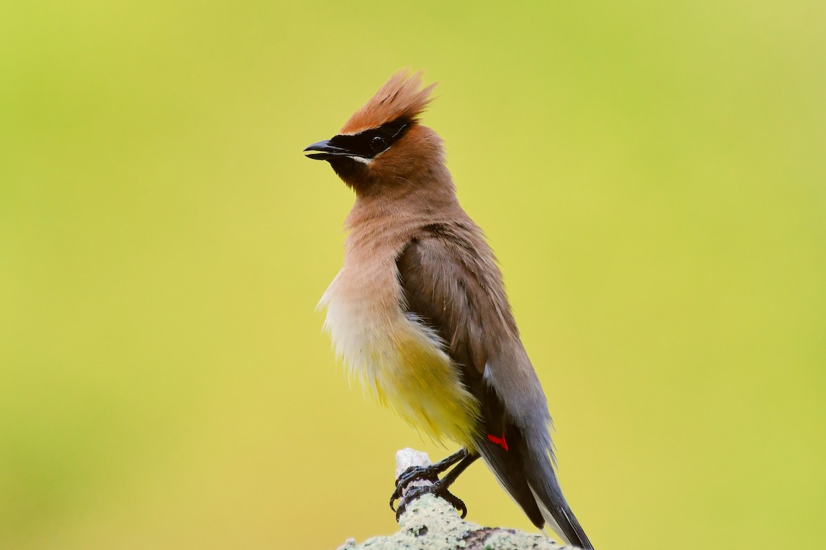 Cedar Waxwing - ML360585461