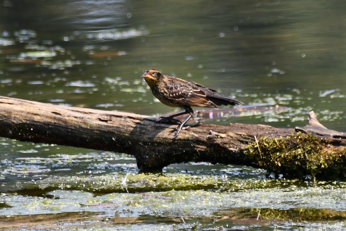 Red-winged Blackbird - ML360585761