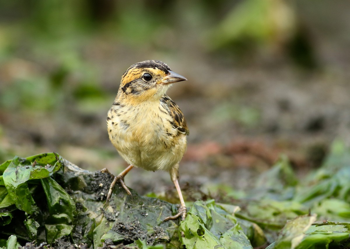 Saltmarsh Sparrow - ML360585841