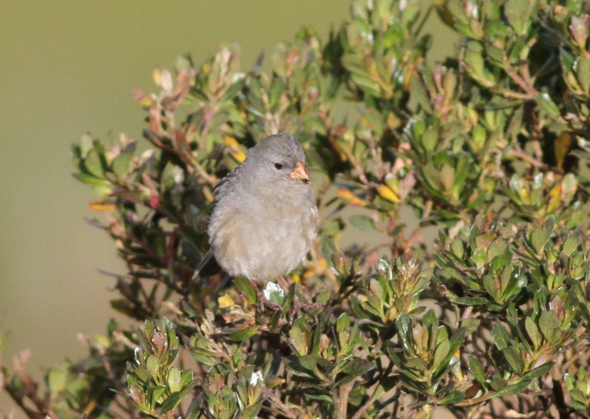 Paramo Seedeater - ML360585941