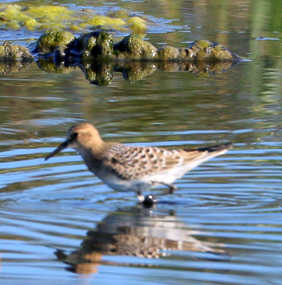 gulbrystsnipe - ML360587031