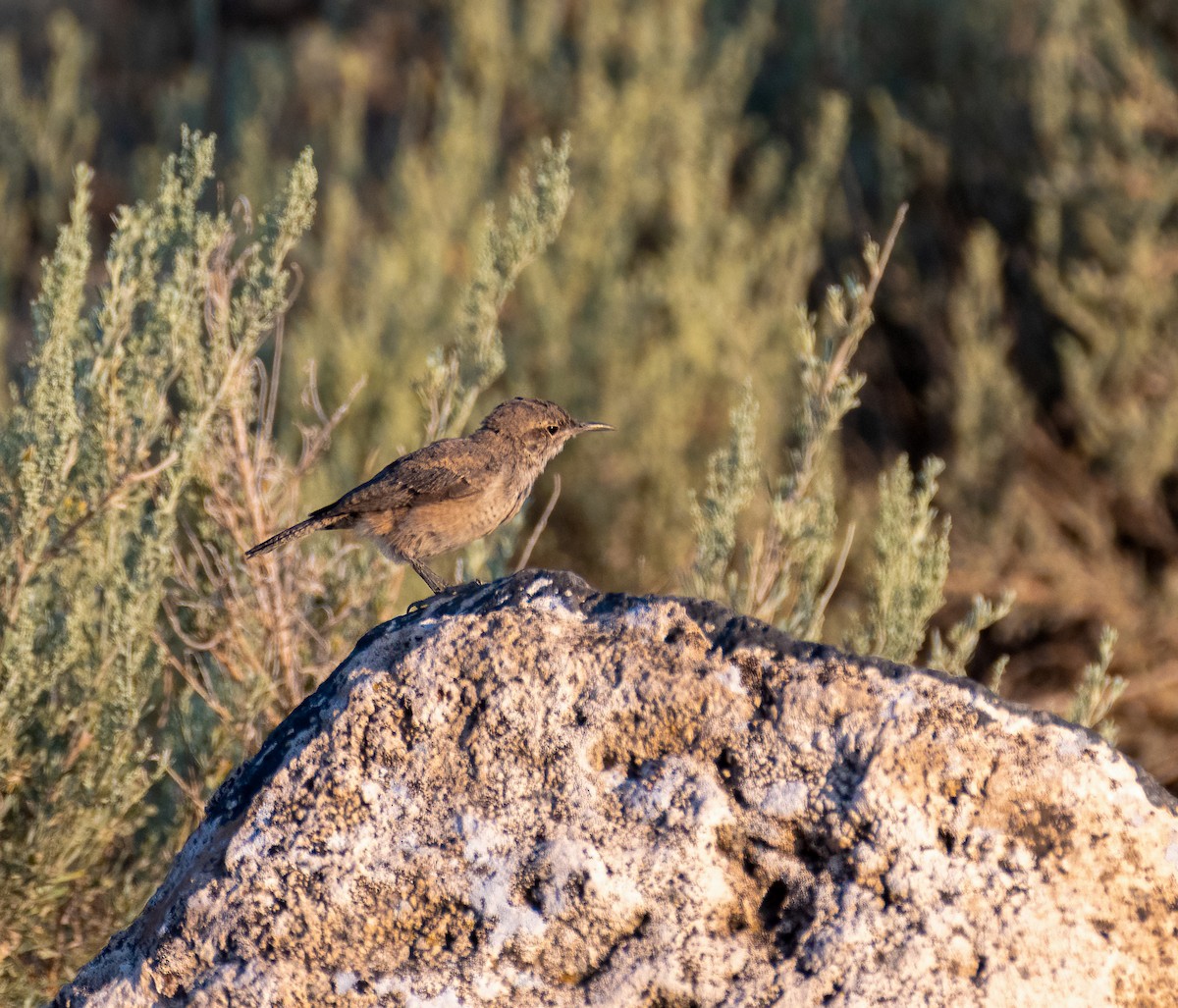 Canyon Wren - ML360587181